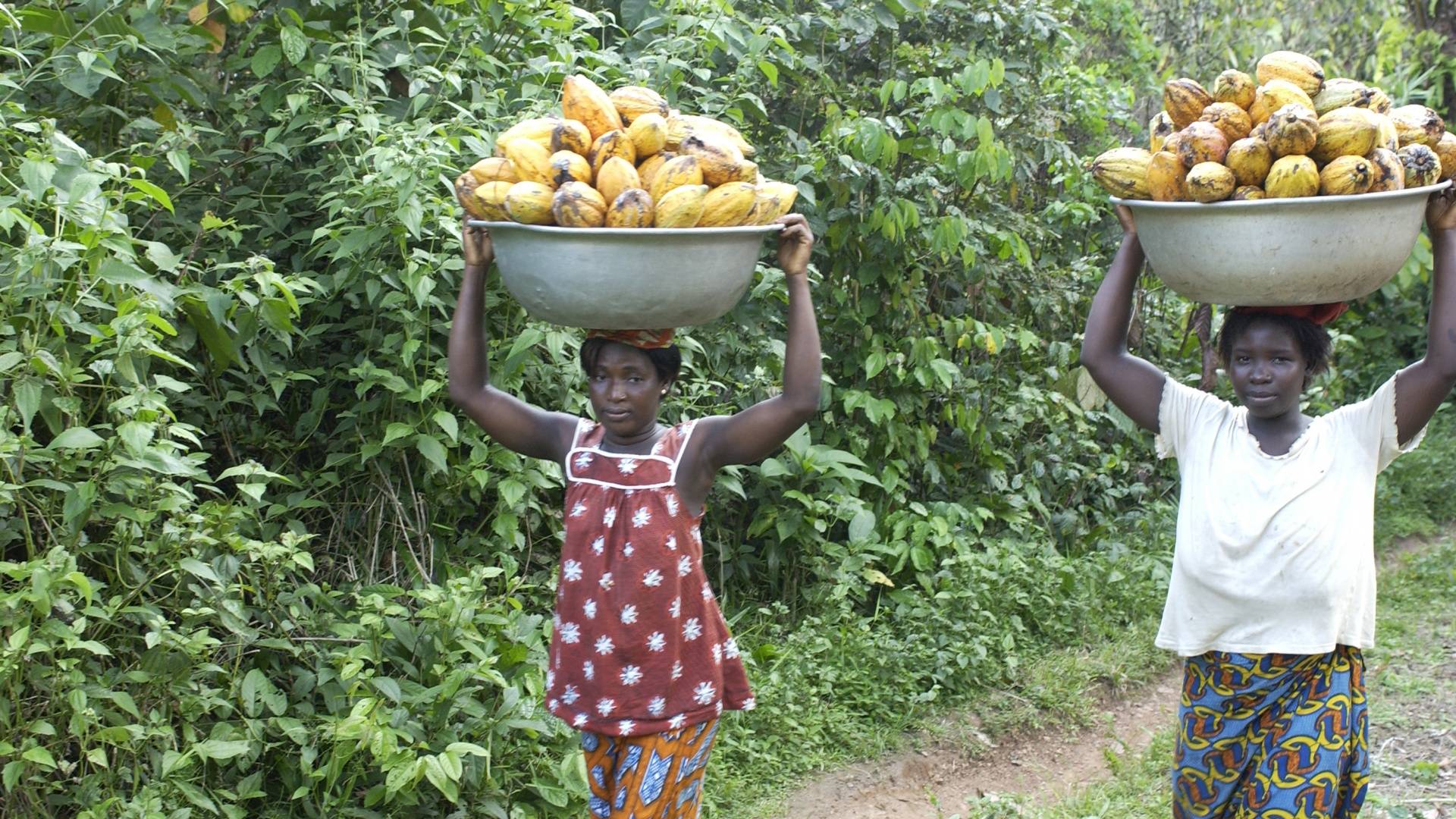 Femme à la plantage UTZ